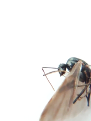 Hymenoptera