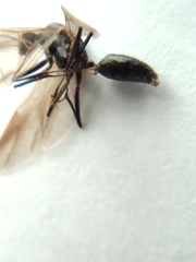 Hymenoptera