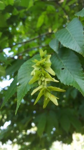 Mexican Hornbeam
