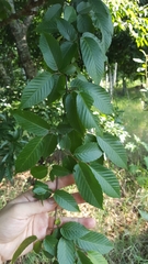Carpinus tropicalis