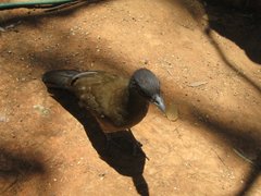 Ortalis ruficauda