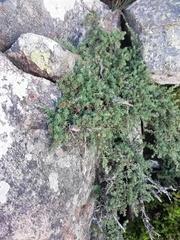 Cliffortia complanata