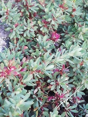 Cliffortia complanata