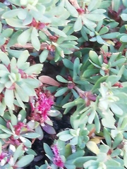 Cliffortia complanata