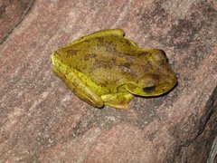 Boana xerophylla