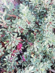 Cliffortia complanata