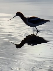 Recurvirostra americana