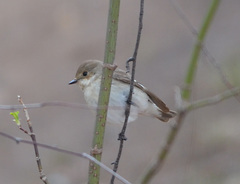 Ficedula hypoleuca