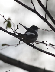 Ficedula hypoleuca