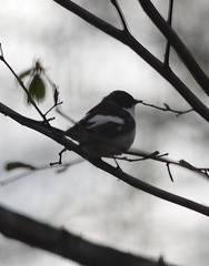 Ficedula hypoleuca