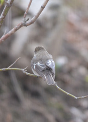 Ficedula hypoleuca