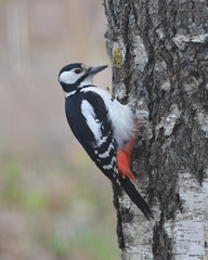 Dendrocopos major