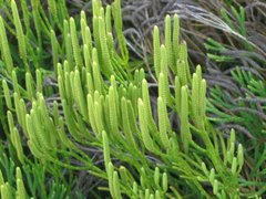 Lycopodiales
