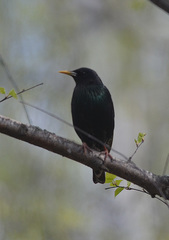 Sturnus vulgaris