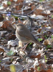 Luscinia luscinia