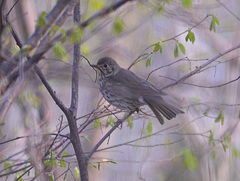 Turdus philomelos
