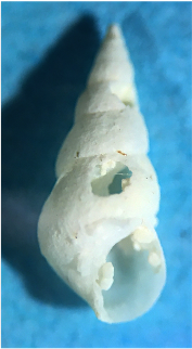 Rissoina decussata