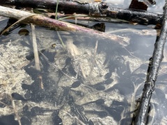 Bufo bufo