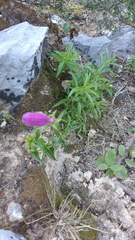 Penstemon campanulatus