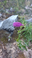 Penstemon campanulatus