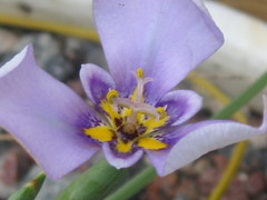 Herbertia
