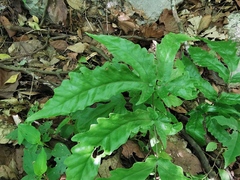 Tectaria heracleifolia