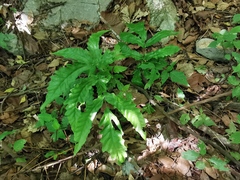 Tectaria heracleifolia