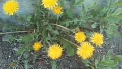 Taraxacum officinale