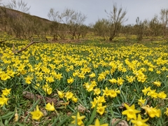 Narcissus minor asturiensis