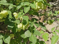 Staphylea pringlei