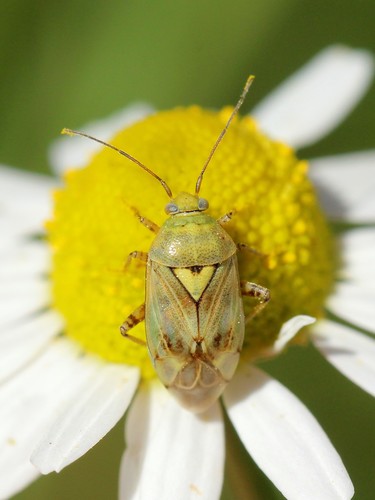 Lygus gemellatus