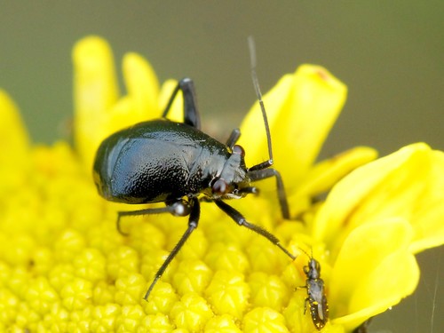 Euryopicoris nitidus