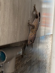 Gekko gecko