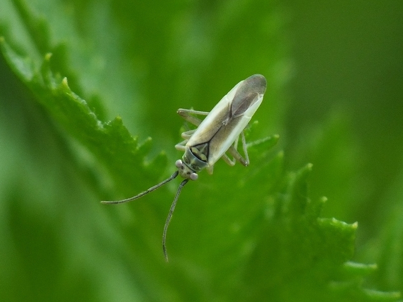 Conostethus hungaricus