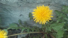 Taraxacum officinale