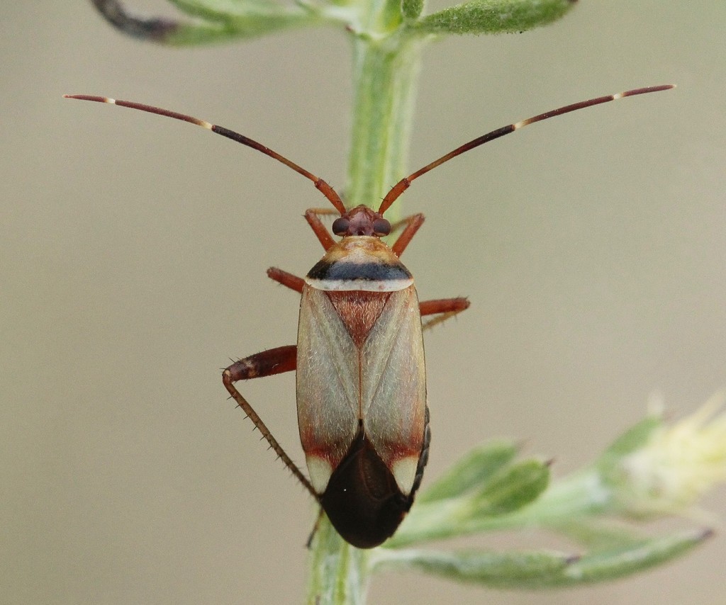 Vandalic Mirid