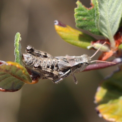 Aeoloplides fuscipes