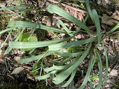 Galanthus alpinus