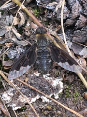 Hemipenthes morioides