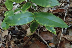 Chionanthus foveolatus