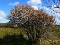 Amelanchier × lamarckii