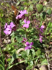Lunaria annua