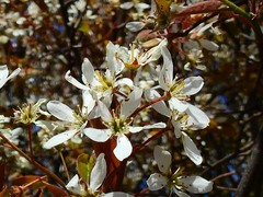 Amelanchier × lamarckii