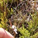 Acmadenia nivea - Photo (c) Werner Theron, algunos derechos reservados (CC BY-NC), uploaded by Werner Theron