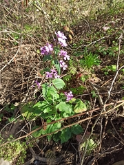 Lunaria annua