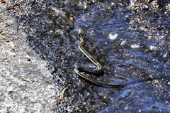 Thamnophis couchii