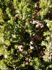 Erica spumosa