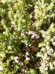 Erica spumosa