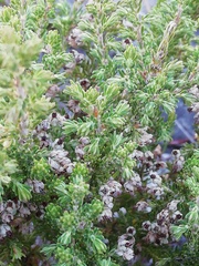 Erica spumosa