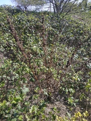 Rumex patientia orientalis